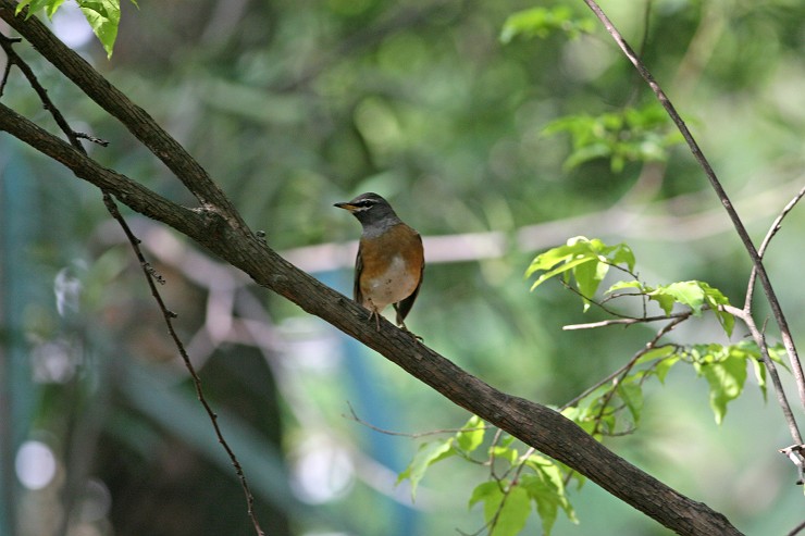 c0075539_18235631.jpg