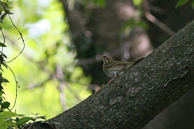 c0075539_1829157.jpg