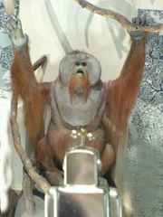 e0005548_953155.jpg