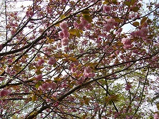 f0056250_19564529.jpg