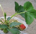 a0065062_1442296.jpg