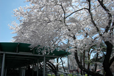 c0050264_010435.jpg