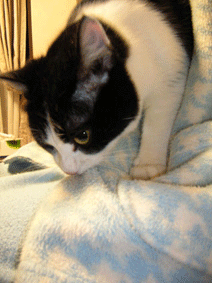 d0065364_572717.gif