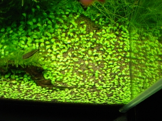f0087479_2182477.jpg