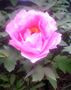 e0060483_16513989.jpg