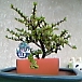 d0034291_2356451.jpg