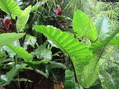 a0036499_1234739.jpg