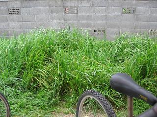 f0065199_848324.jpg