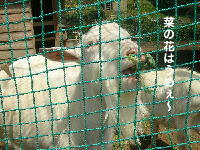 f0066824_1631665.jpg