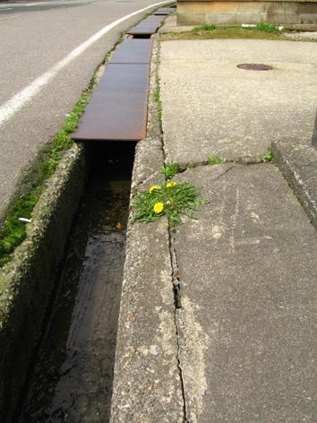 c0000134_11063.jpg