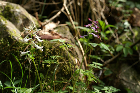 e0054067_130660.jpg