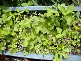 e0041168_10534149.jpg