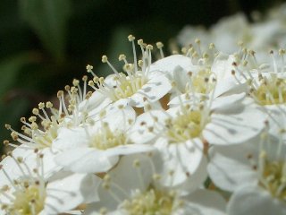 b0061107_91618.jpg