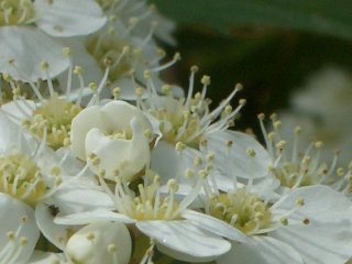 b0061107_9162214.jpg