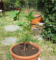c0063348_10344429.jpg