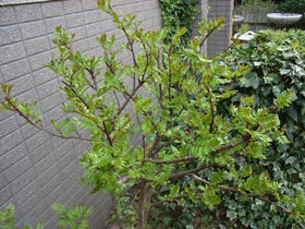 c0063348_1034868.jpg