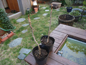 c0063348_825745.jpg