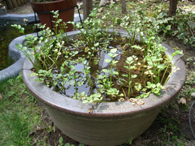c0063348_9595060.jpg