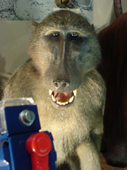 e0005548_1619944.jpg