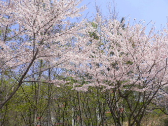 a0063364_0355636.jpg