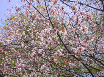 a0063364_0362583.jpg