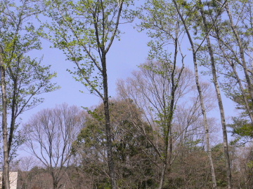 a0063364_0373962.jpg