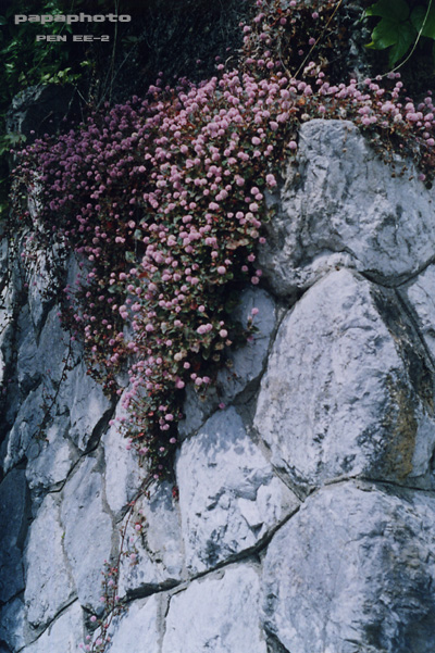 f0041908_1425850.jpg