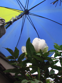 e0060517_22115029.jpg