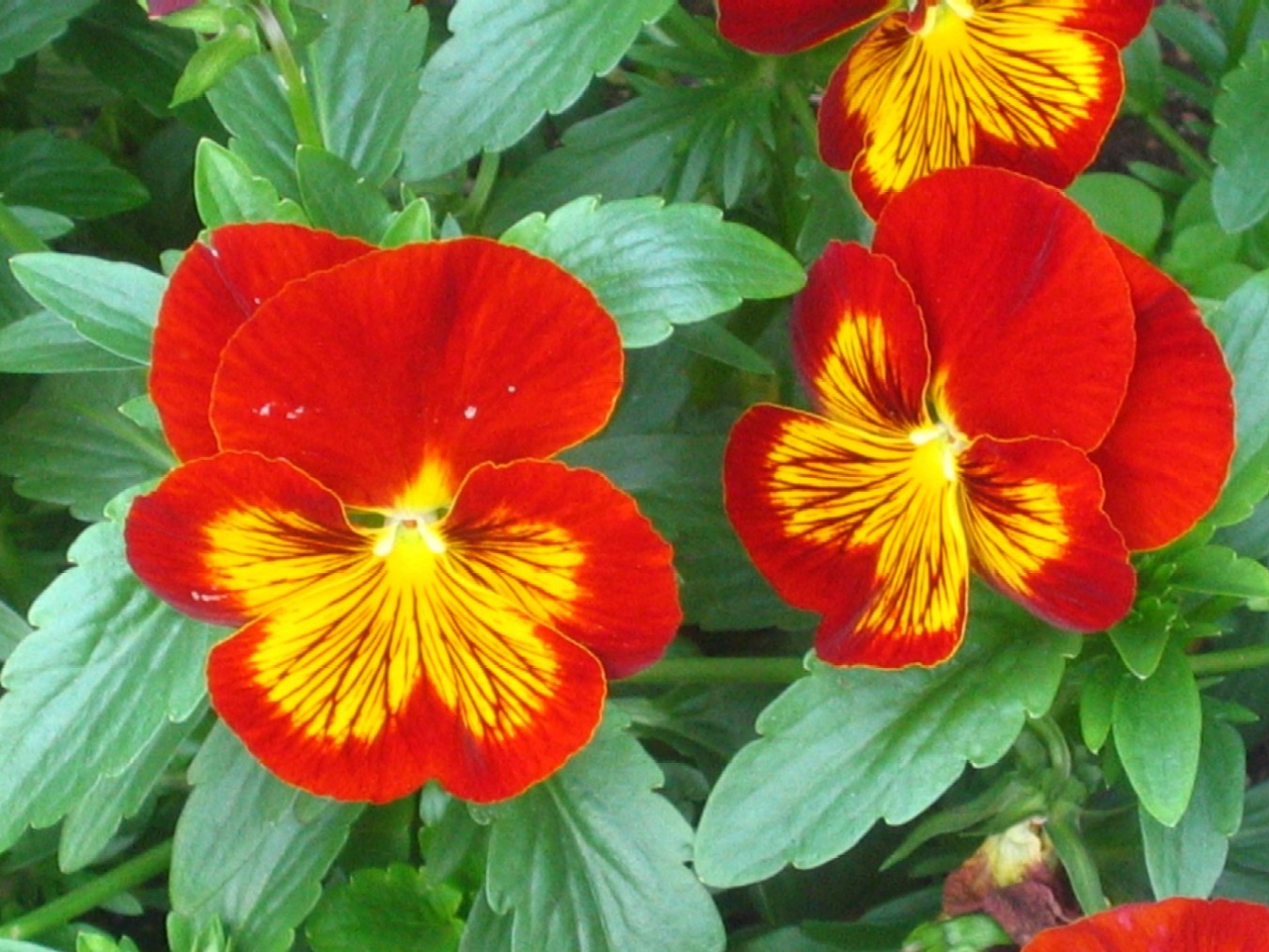 d0044222_1029750.jpg