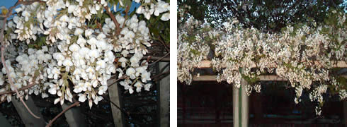 a0006252_1334210.jpg