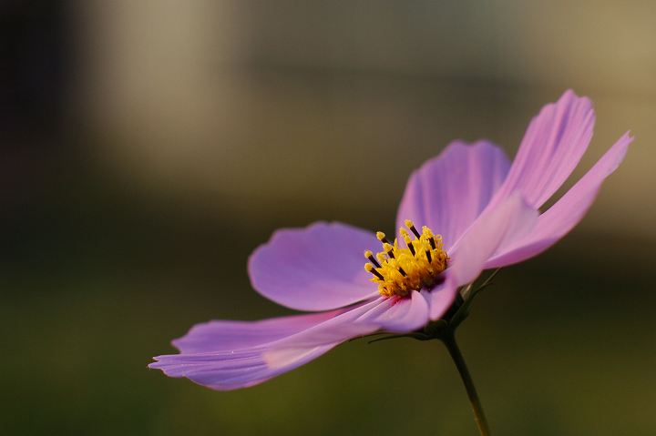 a0063552_8362933.jpg