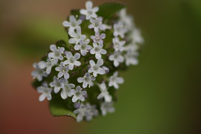 e0024081_14513046.jpg