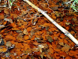 b0046290_22404462.jpg