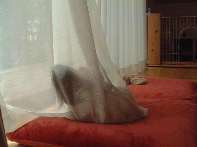 e0002891_88162.jpg