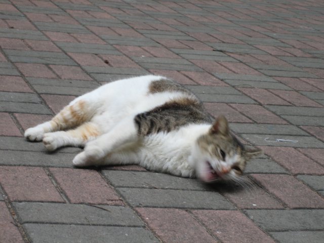 e0018143_213228.jpg