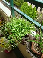 e0074954_13561794.jpg