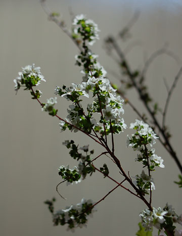 c0009981_1717267.jpg
