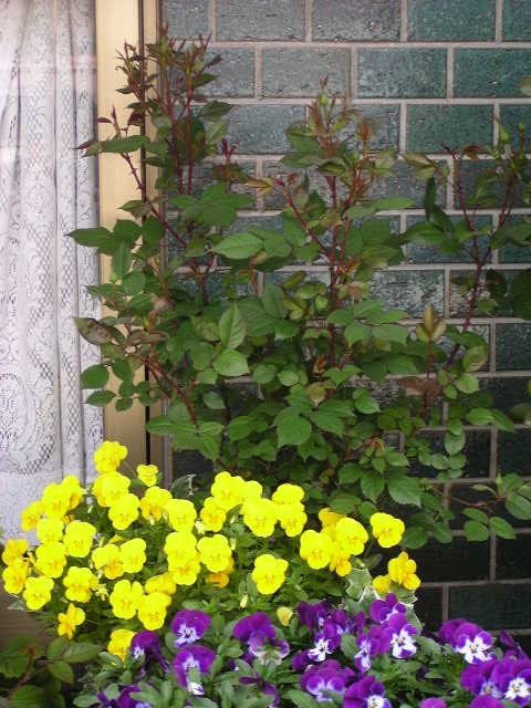 f0074659_22142685.jpg