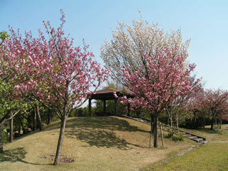 e0066883_1651132.jpg