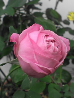 c0056903_20532915.jpg