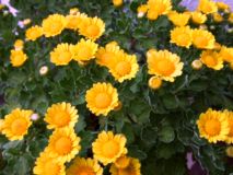 c0062603_14555693.jpg