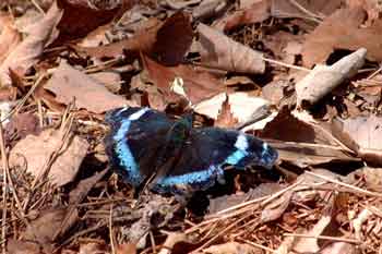 e0001110_5495026.jpg
