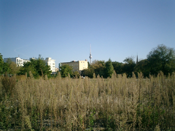 e0038811_0465792.jpg