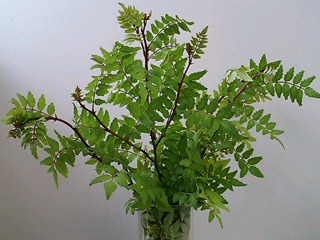e0026017_2351012.jpg