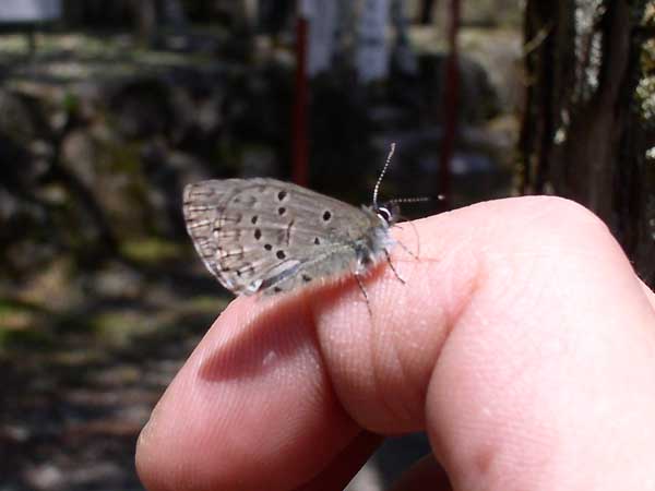 d0002223_79424.jpg