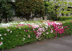 f0060424_19514460.jpg
