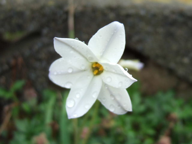 e0064133_1524042.jpg