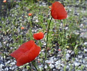 c0046340_186476.jpg