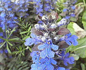 c0046340_1874865.jpg