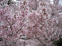 d0048140_421416.jpg